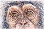 Young Chimp - Eye Study